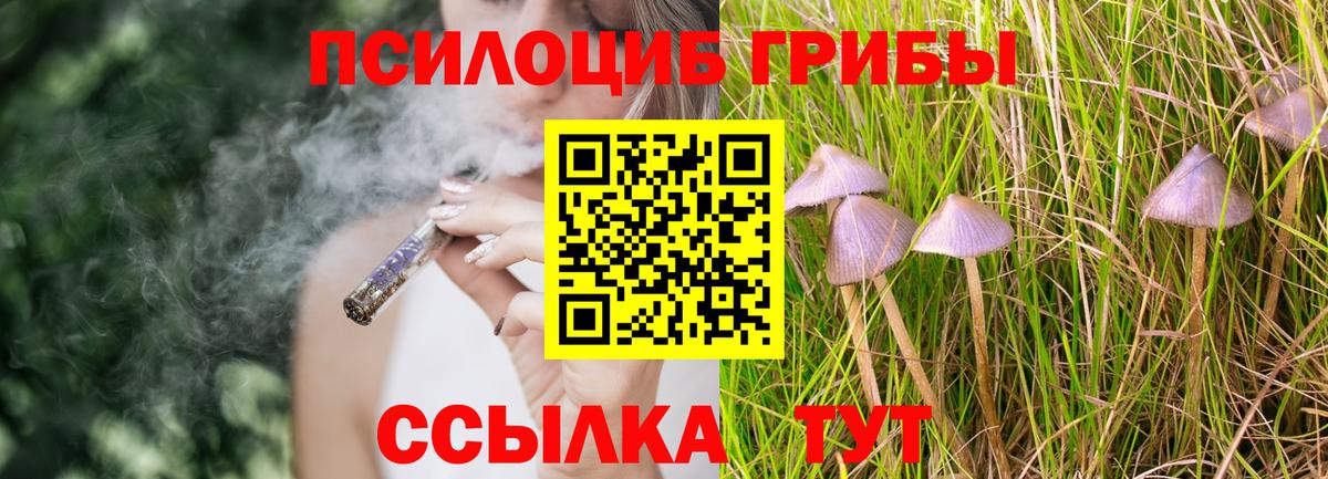 Галлюциногенные грибы Psilocybe Великие Луки